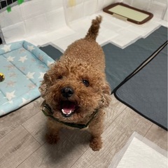 マイペースでたいへん人懐こい子です - 犬