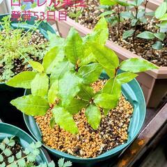 無農薬 実生苗 1本 月桂樹 ローリエ
