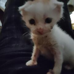 折れ耳雑種　男の子