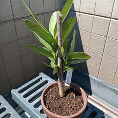 沖縄県産テリハボク実生3年苗（観葉植物）本日中に引き取り可能な方...