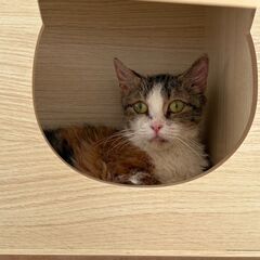里親募集中！2歳短足・巻毛スクーカム♀ ②