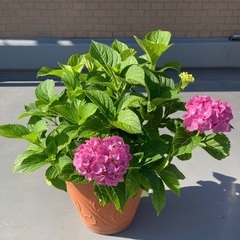 【引き取り限定/6月末まで】紫陽花 アジサイ 植木