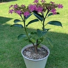 紫陽花あじさいアジサイ