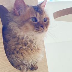 里親募集中！2歳短足・巻毛スクーカム♀