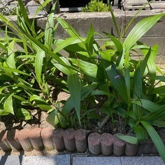 紫蘭