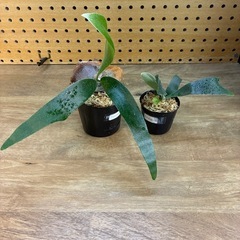 ビカクシダ2種セット