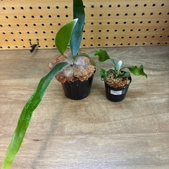 ビカクシダ2種セット