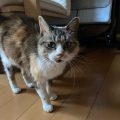 ミケ猫　里親募集中