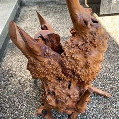 木の根オブジェの画像