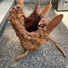 木の根オブジェの画像
