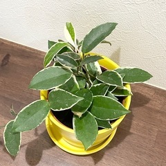 観葉植物🪴ホヤの画像