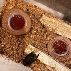 カブトムシ　成虫