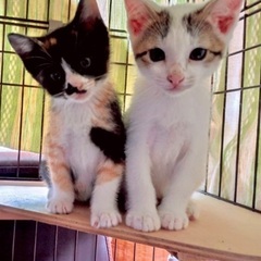 とても可愛い1ヶ月半の2頭の子猫です｡