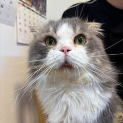 里親募集中。２歳シュガーフォールド♂