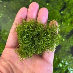水草リシア
