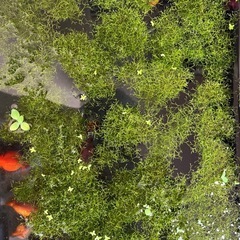 水草リシア
の画像