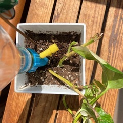 ポトス　②観葉植物　元気❣️円値下げ。の画像