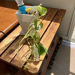 ポトス　②観葉植物　元気❣️円値下げ。の画像