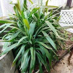 決まりました。　写真の植物　無料の画像