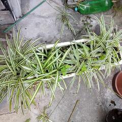 決まりました。　写真の植物　無料の画像
