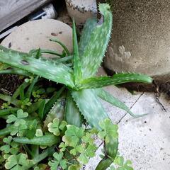 決まりました。　写真の植物　無料の画像