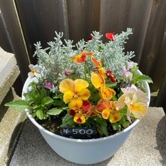 寄せ植え
