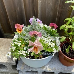 寄せ植え