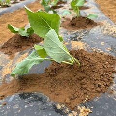野菜