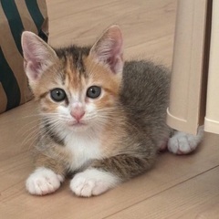 可愛い1ヶ月半の4頭の子猫ちゃん達です｡