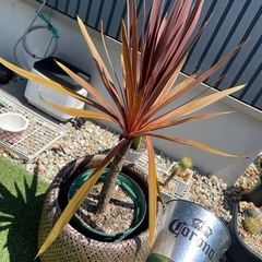レッドスター　観葉植物の画像