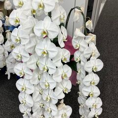 胡蝶蘭差し上げます_C