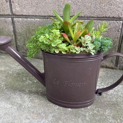 多肉植物　寄せ植え