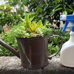 多肉植物　寄せ植えの画像