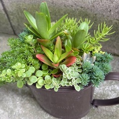 多肉植物　寄せ植えの画像