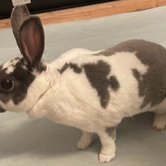 うさぎさんたち🐰