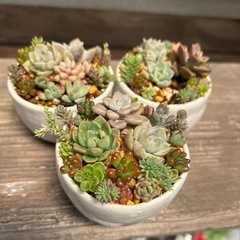 【決まりました】多肉植物ミニ寄せ植え