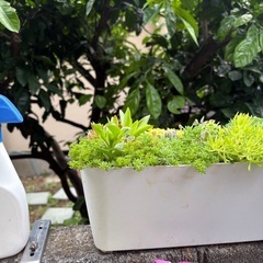 多肉植物　寄せ植え　そのまま飾れるの画像
