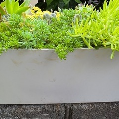 多肉植物　寄せ植え　そのまま飾れるの画像
