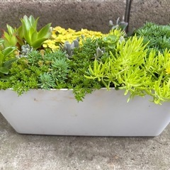 多肉植物　寄せ植え　そのまま飾れる