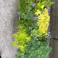 多肉植物　寄せ植え　そのまま飾れるの画像