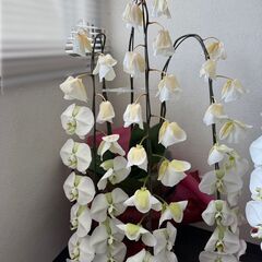 胡蝶蘭　3本立　株　鉢付き【引取りに来て下さる方限定／6月末まで】
