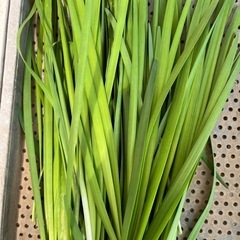 6/5に収穫したニラのハネ品です！　1キロ〜の画像