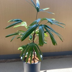 植木