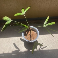 観音竹の画像