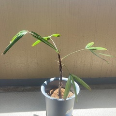 植木
