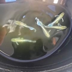 高級　メダカ　生体　エメキン　1匹400円