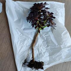 お話中　多肉植物　黒法師　抜き苗　