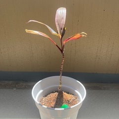 植木