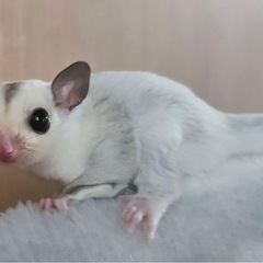 【商談中】フクロモモンガ プラチナモザイクhetクリミノ