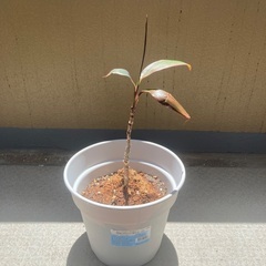 植木